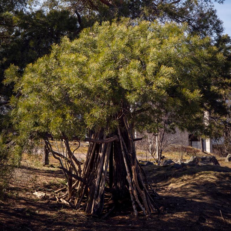 MAJA Kuva Liisa Takala © 23.4.2020 Myllykallio, Lauttasaari, Helsinki.